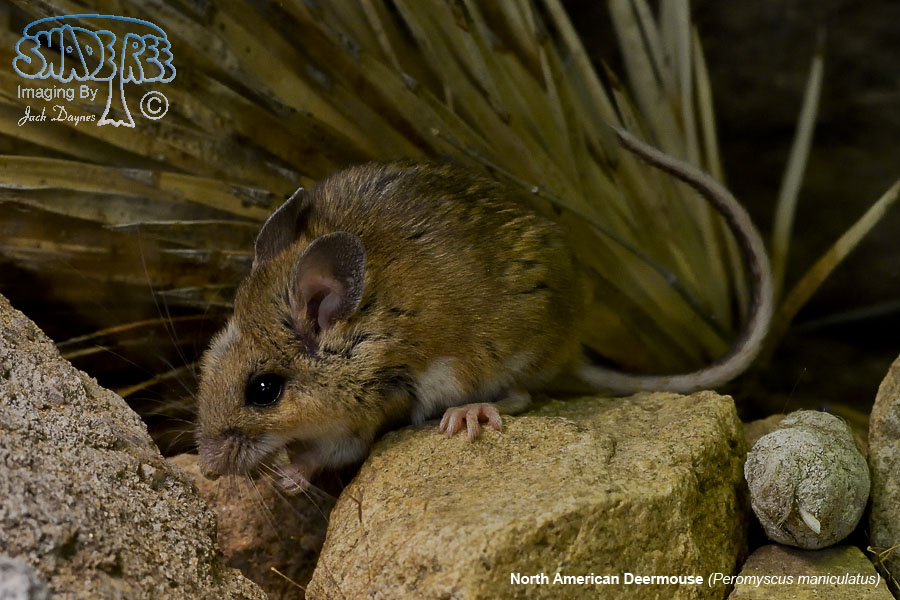 North American Deer Mouse - Peromyscus maniculatus
