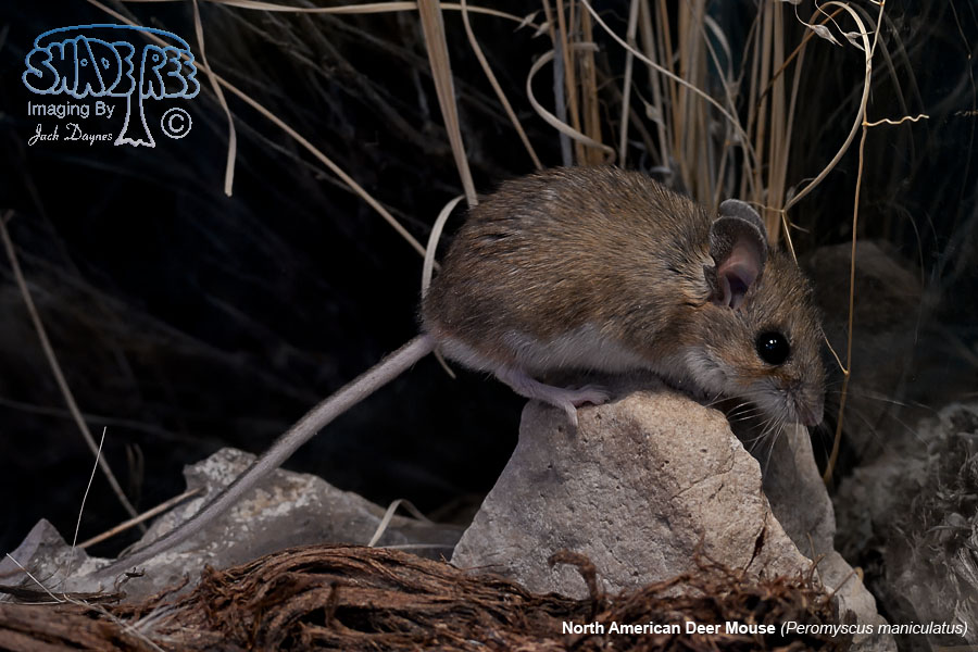 North American Deer Mouse - Peromyscus maniculatus