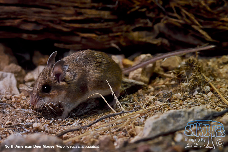 North American Deer Mouse - Peromyscus maniculatus