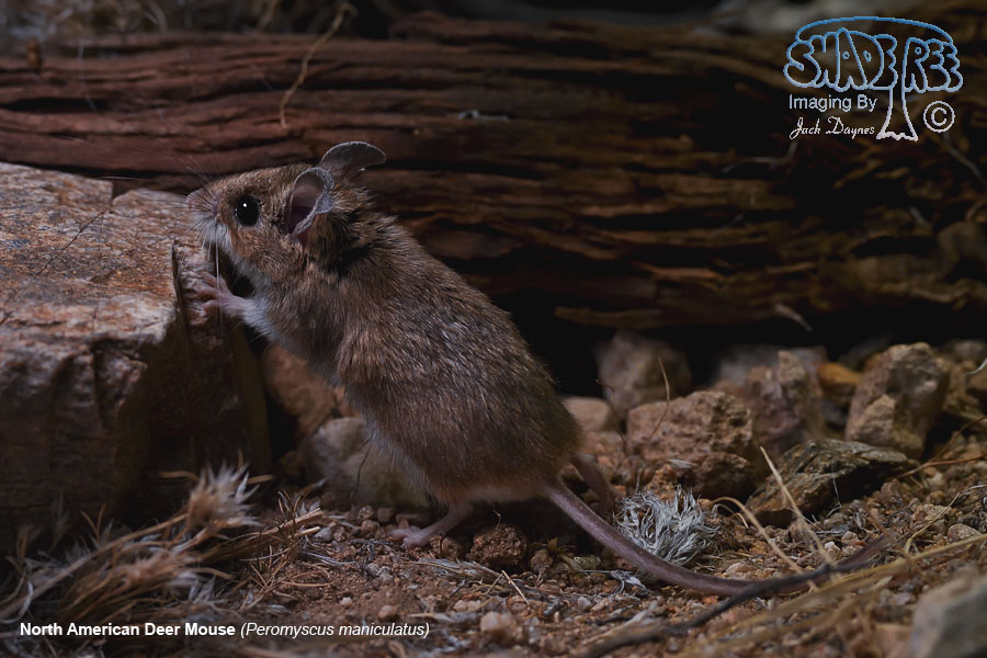 North American Deer Mouse - Peromyscus maniculatus