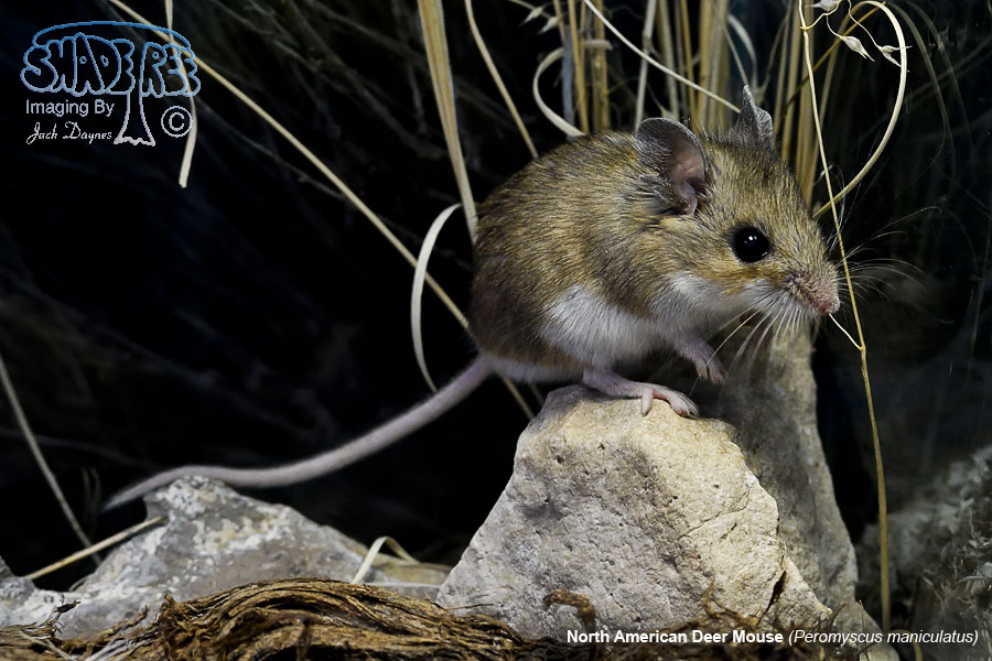 North American Deer Mouse - Peromyscus maniculatus