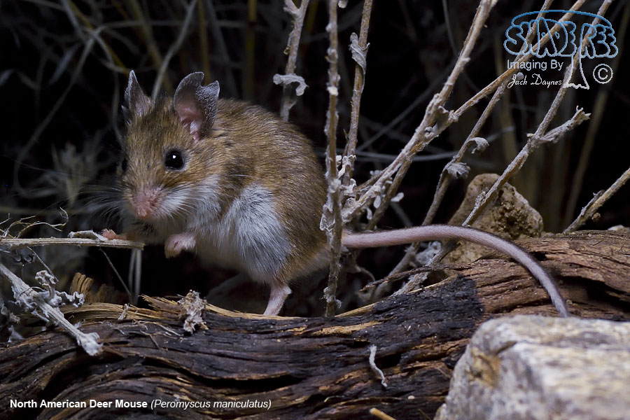 North American Deer Mouse - Peromyscus maniculatus
