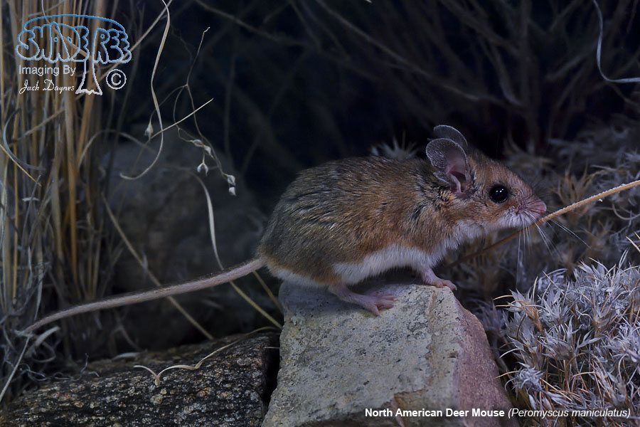 North American Deer Mouse - Peromyscus maniculatus