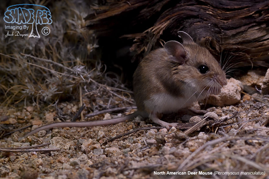 North American Deer Mouse - Peromyscus maniculatus