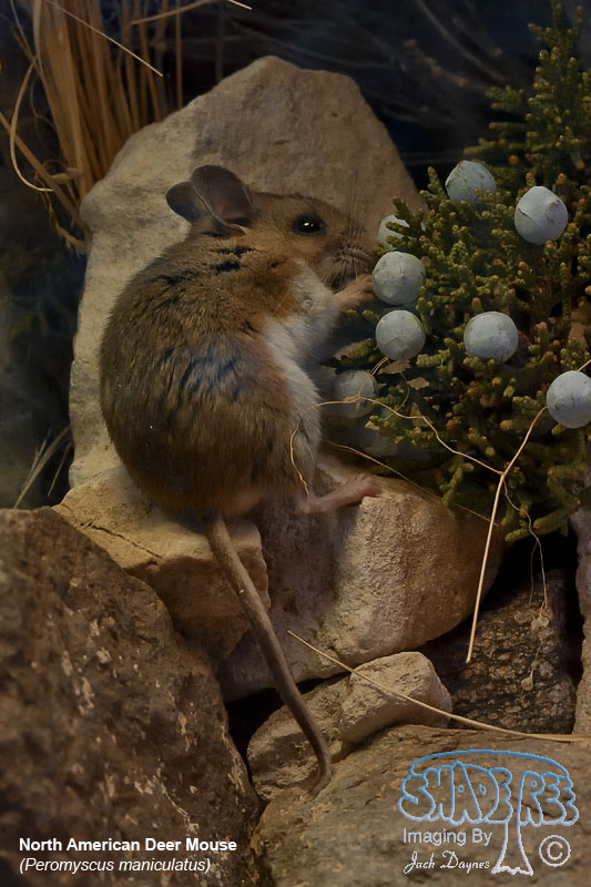 North American Deer Mouse - Peromyscus maniculatus