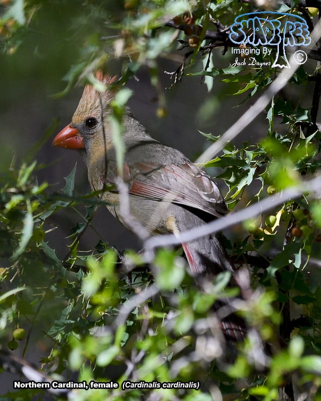 Northern Cardinal - Cardinalis cardinalis