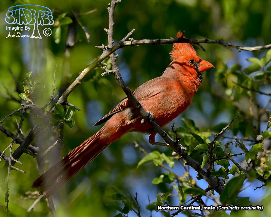 Northern Cardinal - Cardinalis cardinalis