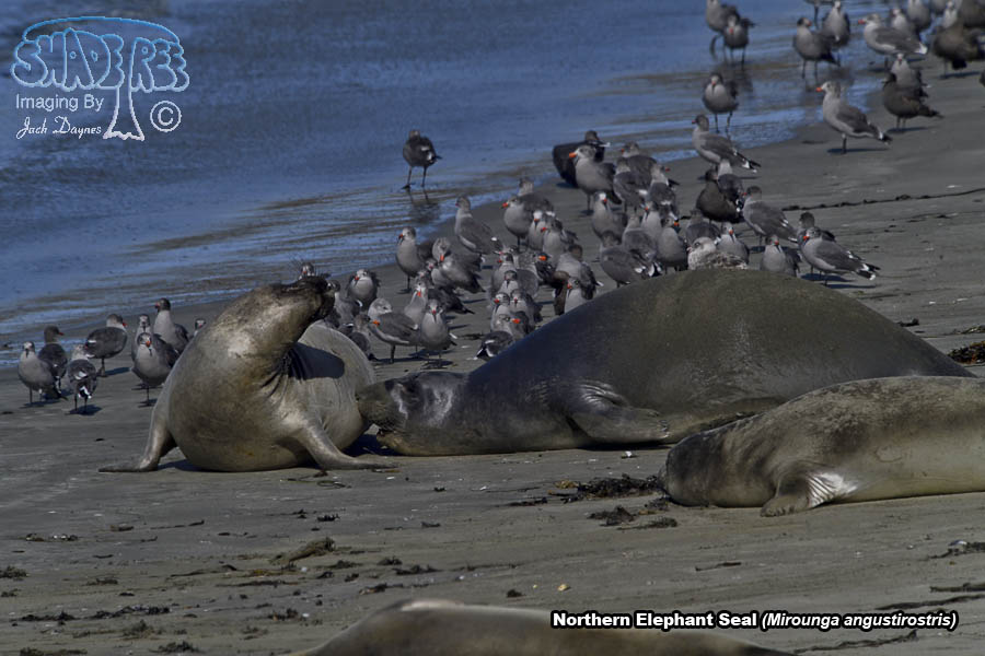 Northern Elephant Seal - Mirounga angustirostris