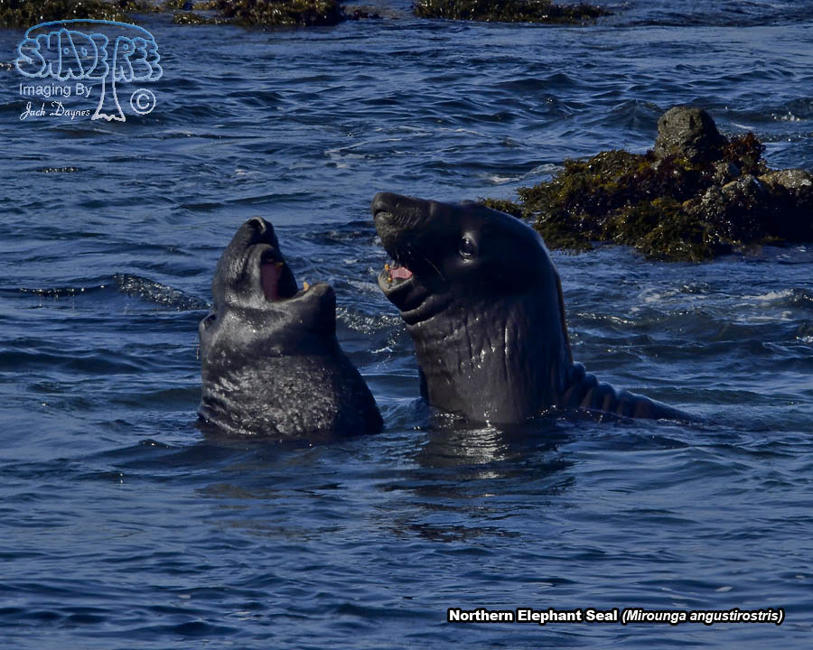 Northern Elephant Seal - Mirounga angustirostris