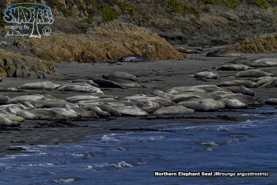 Northern Elephant Seal - Mirounga angustirostris