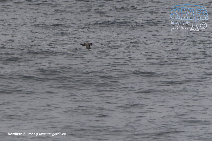 Northern Fulmar - Fulmarus glacialis