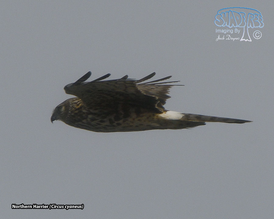 Northern Harrier - Circus cyaneus