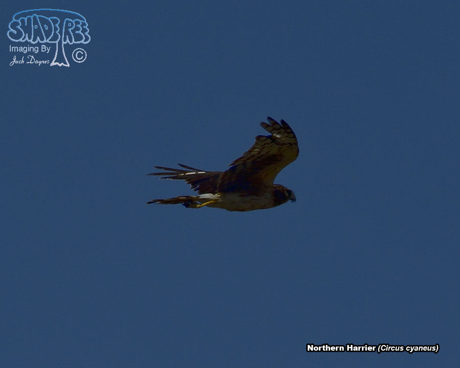 Northern Harrier - Circus cyaneus
