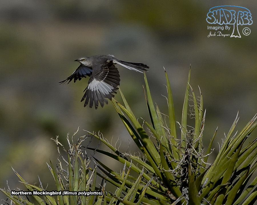 Northern Mockingbird - Mimus polyglottos