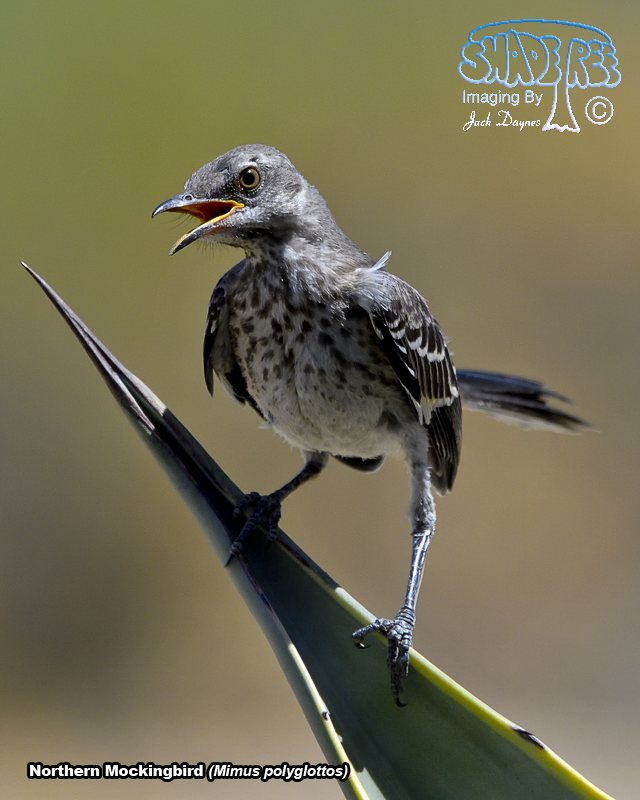 Northern Mockingbird - Mimus polyglottos