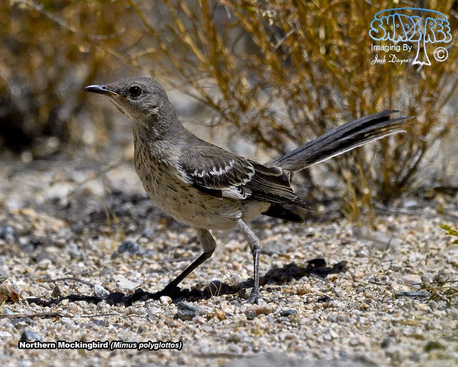 Northern Mockingbird - Mimus polyglottos