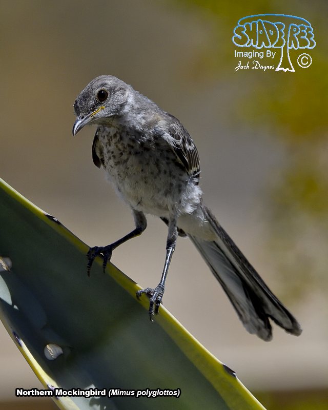 Northern Mockingbird - Mimus polyglottos