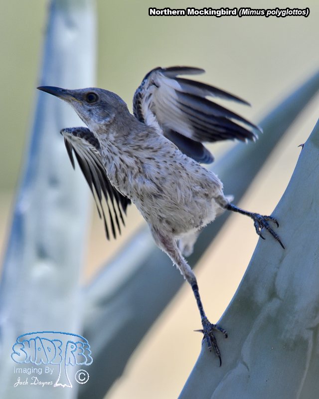 Northern Mockingbird - Mimus polyglottos