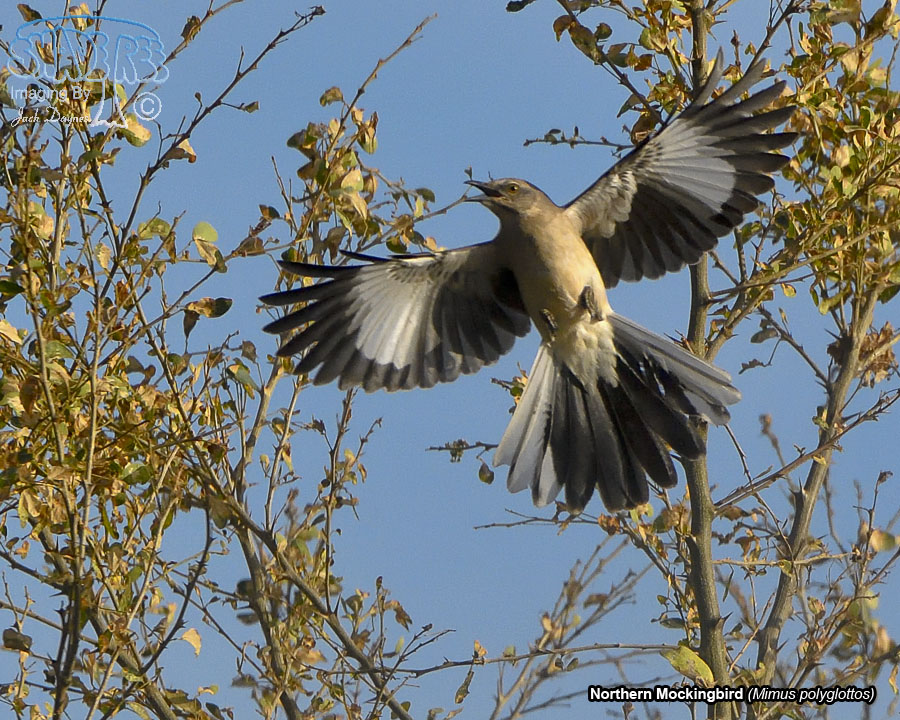 Northern Mockingbird - Mimus polyglottos