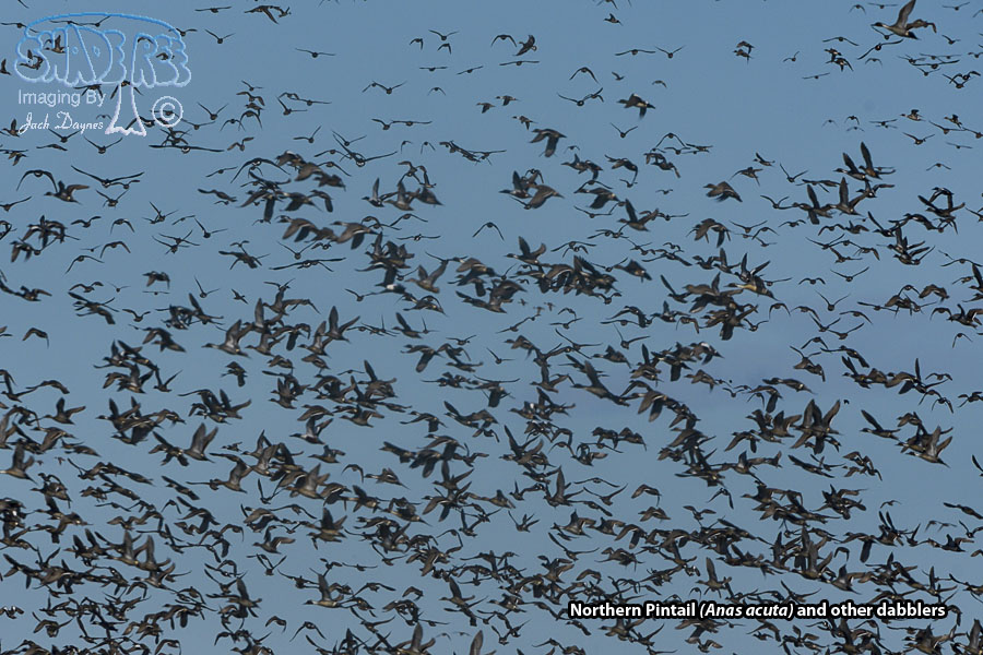 Northern Pintail - Anas acuta