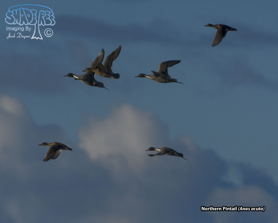 Northern Pintail - Anas acuta