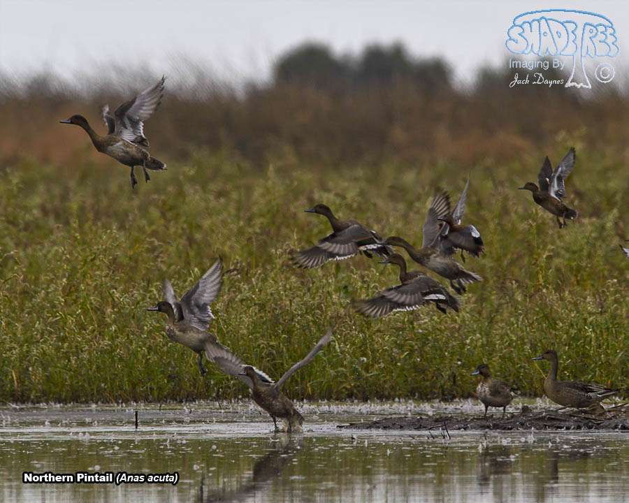 Northern Pintail - Anas acuta