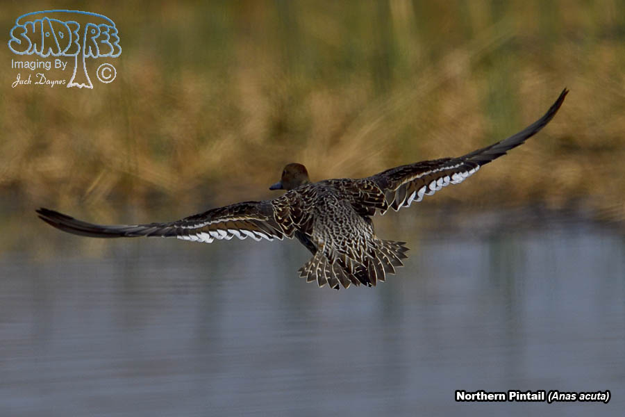 Northern Pintail - Anas acuta