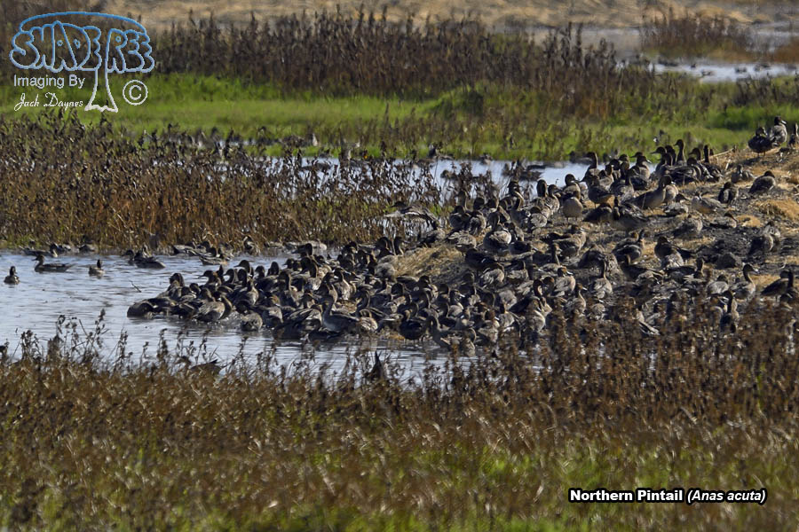 Northern Pintail - Anas acuta