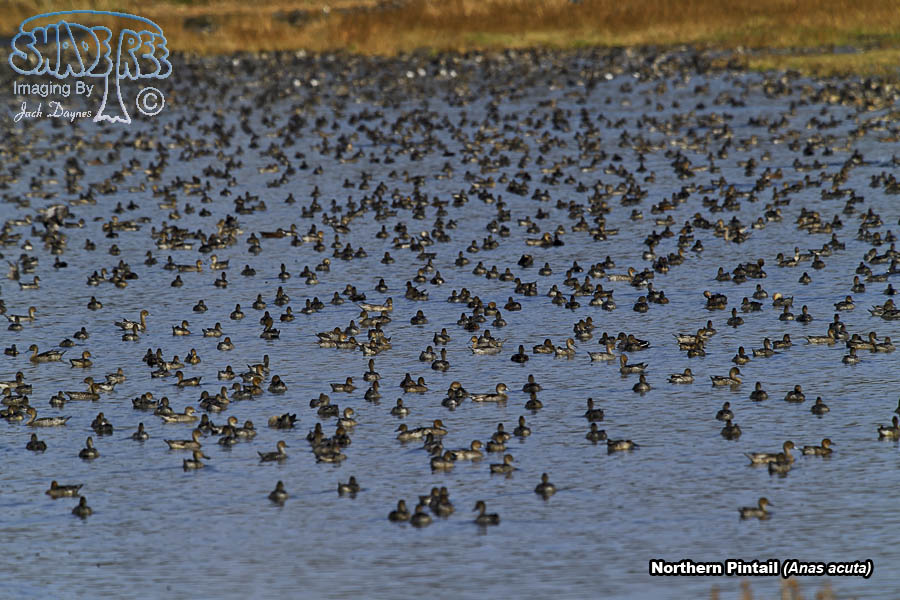 Northern Pintail - Anas acuta