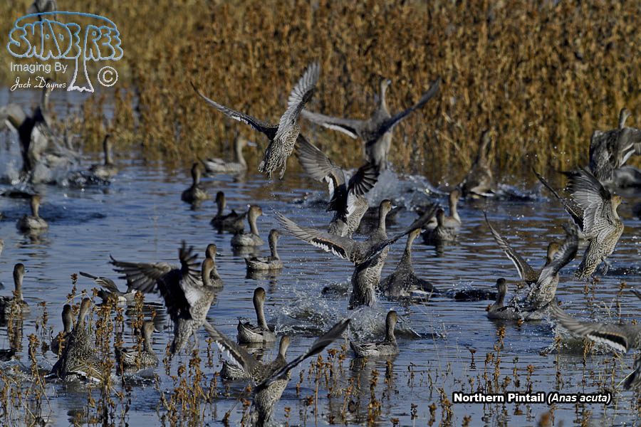 Northern Pintail - Anas acuta