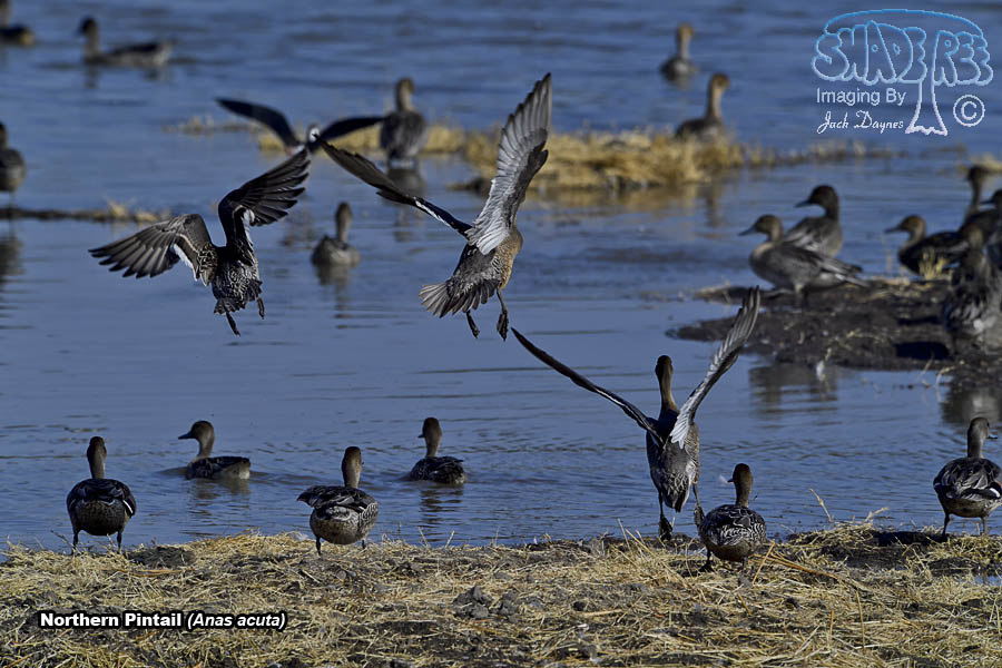 Northern Pintail - Anas acuta