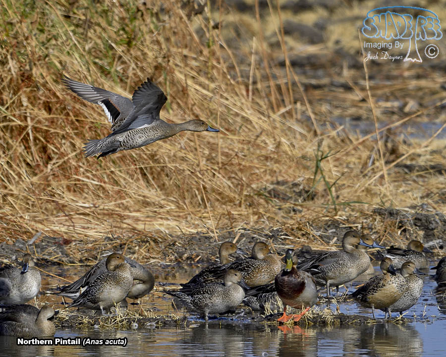 Northern Pintail - Anas acuta