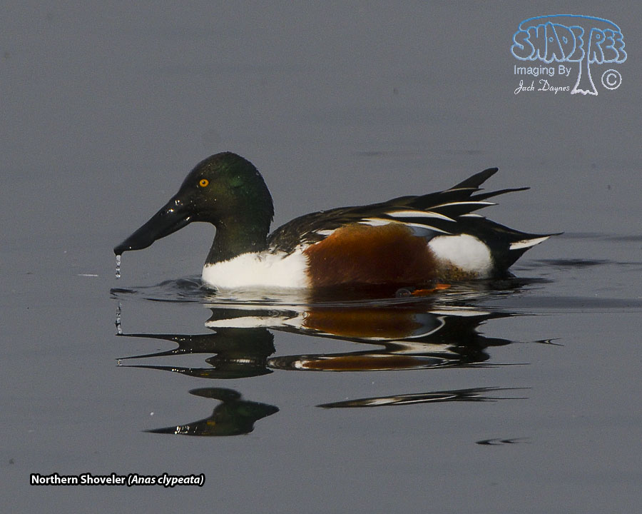 Northern Shoveler - Spatula clypeata