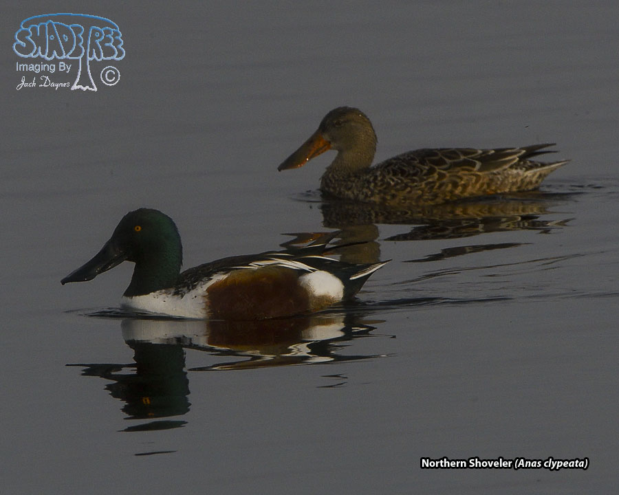 Northern Shoveler - Spatula clypeata