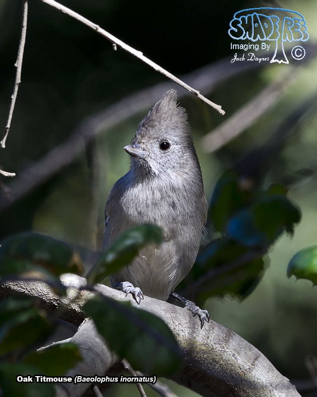 Oak Titmouse - Baeolophus inornatus