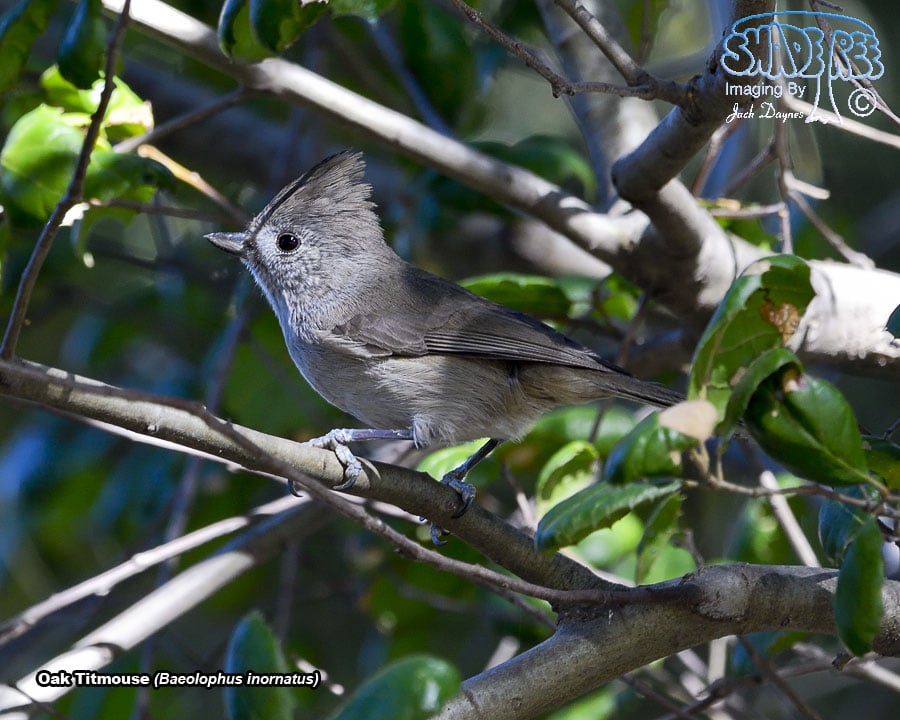 Oak Titmouse - Baeolophus inornatus