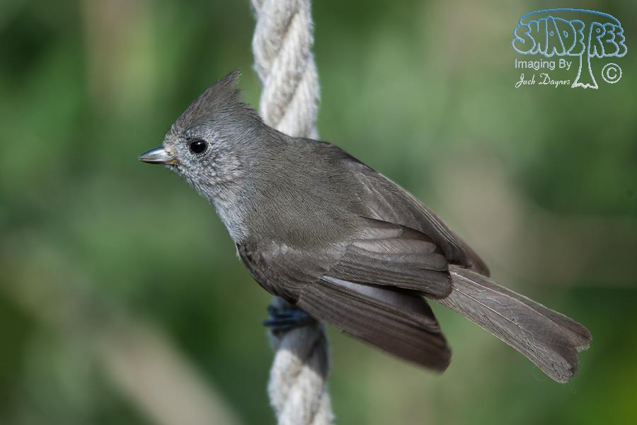 Oak Titmouse - Baeolophus inornatus