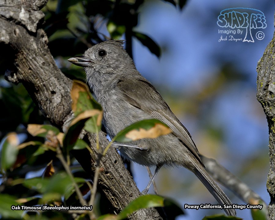 Oak Titmouse - Baeolophus inornatus
