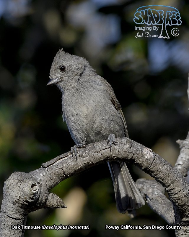 Oak Titmouse - Baeolophus inornatus
