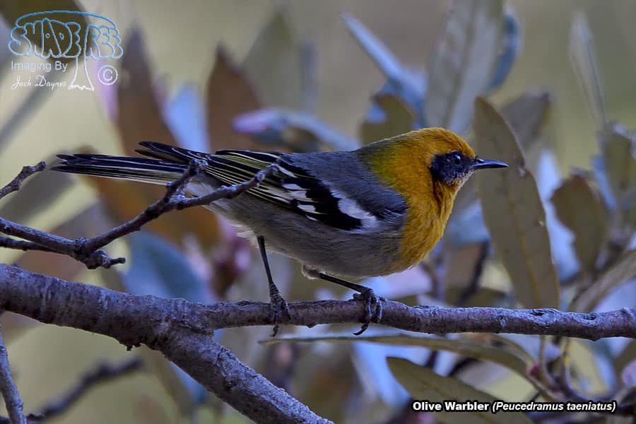 Olive Warbler - Peucedramus taeniatus