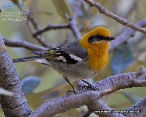 2017-04-26~28 Mount Lemmon: Sky Island Heaven