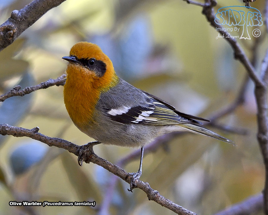 Olive Warbler - Peucedramus taeniatus