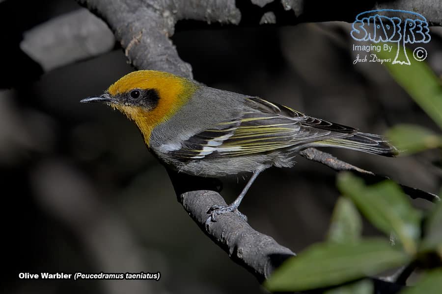 Olive Warbler - Peucedramus taeniatus