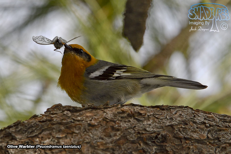Olive Warbler - Peucedramus taeniatus