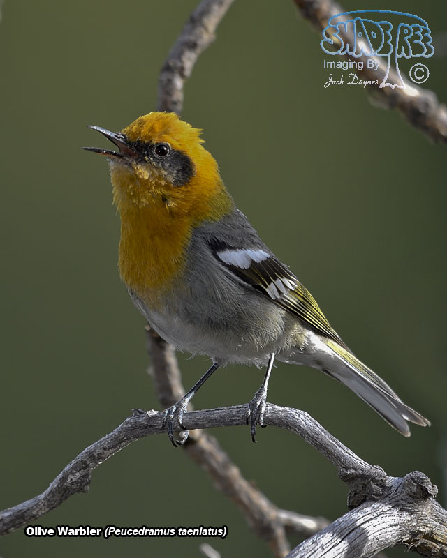 Olive Warbler - Peucedramus taeniatus
