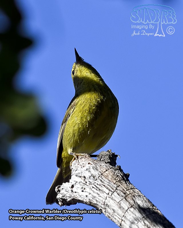 Orange-Crowned Warbler - Oreothlypis celata