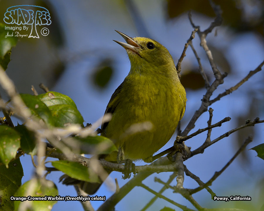 Orange-Crowned Warbler - Oreothlypis celata