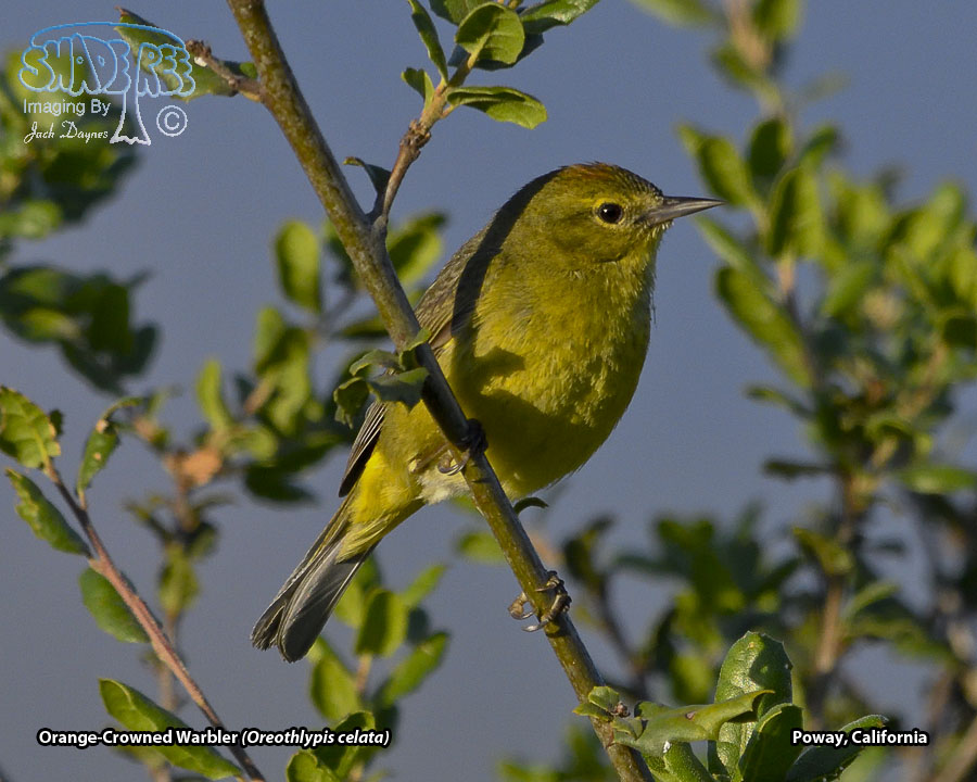 Orange-Crowned Warbler - Oreothlypis celata