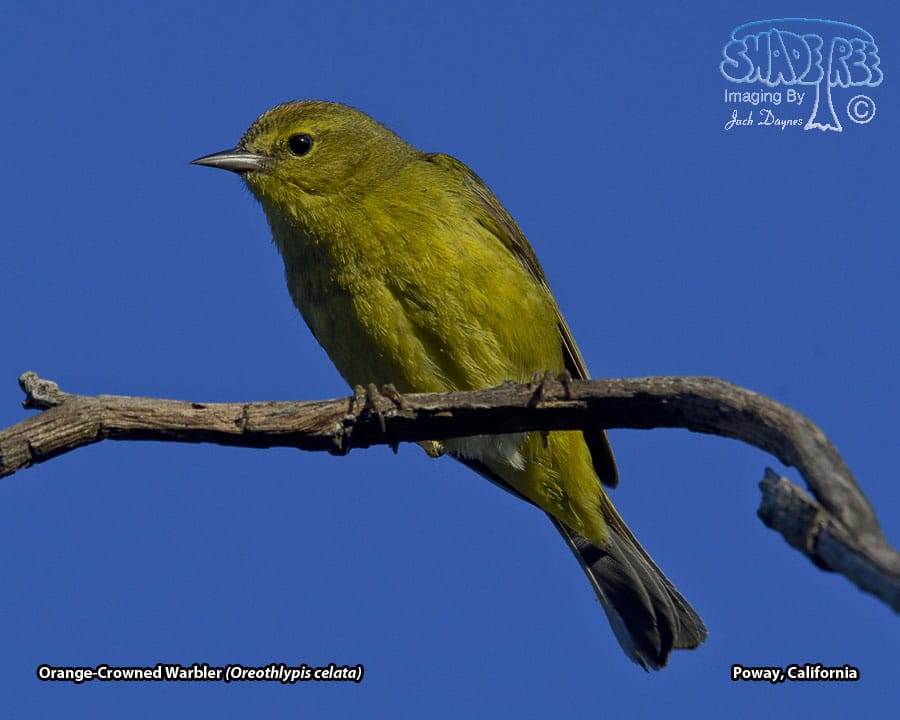 Orange-Crowned Warbler - Oreothlypis celata