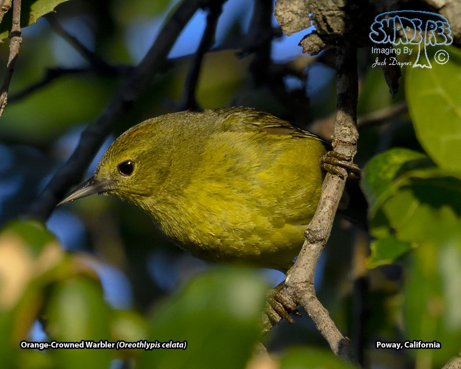 Orange-Crowned Warbler - Oreothlypis celata